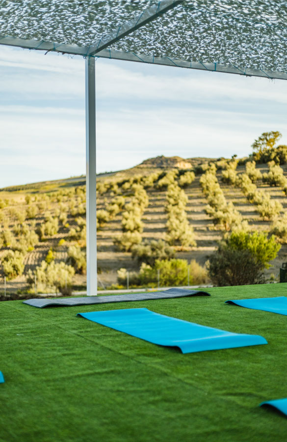 Yoga place and olive trees